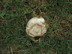 Mycenastrum corium