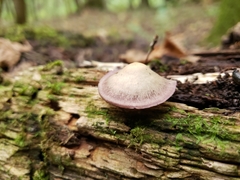 Baeospora myriadophylla