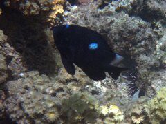 Dascyllus trimaculatus