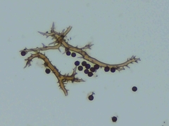 Mycenastrum corium