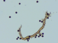 Mycenastrum corium