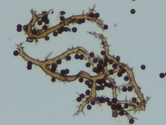 Mycenastrum corium