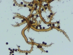 Mycenastrum corium