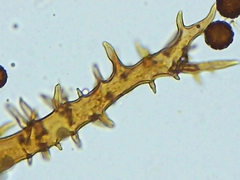 Mycenastrum corium