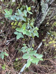 Lonicera morrowii