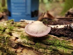 Baeospora myriadophylla