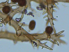 Mycenastrum corium