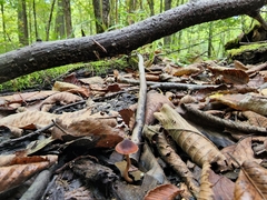 Psathyrella bipellis