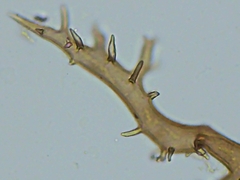 Mycenastrum corium