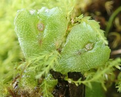 Marchantia