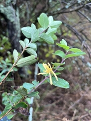Lonicera morrowii