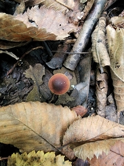 Psathyrella bipellis