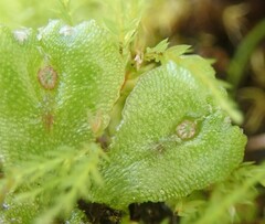 Marchantia