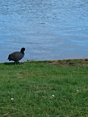 Fulica atra australis