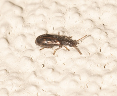 Dasytomima rachelae