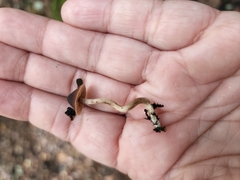 Psathyrella bipellis