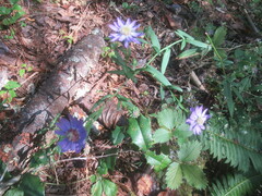 Symphyotrichum retroflexum