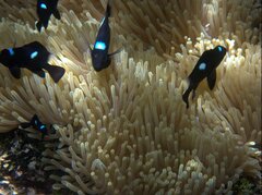 Dascyllus trimaculatus