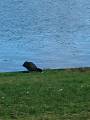 Fulica atra australis