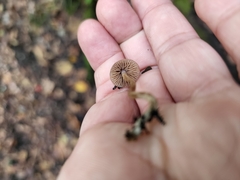 Psathyrella bipellis