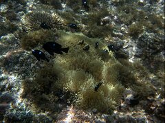 Dascyllus trimaculatus