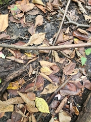 Psathyrella bipellis