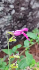 Salvia dichlamys