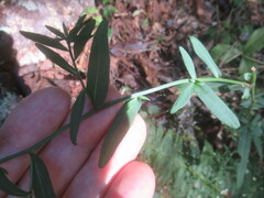 Symphyotrichum retroflexum