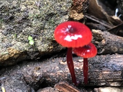 Cruentomycena viscidocruenta