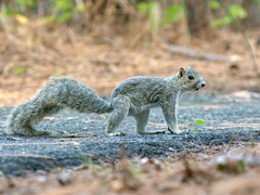 Sciurus niger cinereus