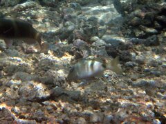 Parupeneus multifasciatus