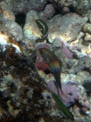 Stethojulis bandanensis