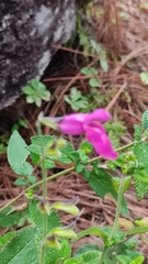 Salvia dichlamys