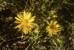 Grindelia lanceolata