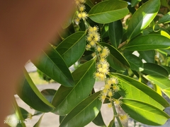 Suregada