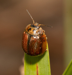 Paropsisterna agricola