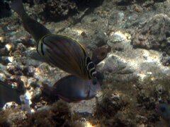 Chaetodon ornatissimus