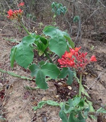 Jatropha podagrica