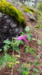 Salvia dichlamys