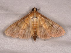 Psara obscuralis