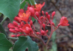Jatropha podagrica