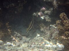 Heniochus chrysostomus