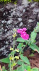 Salvia dichlamys