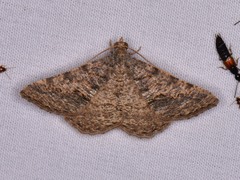 Frederickia s-signata