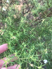 Westringia eremicola