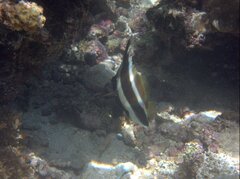 Heniochus chrysostomus