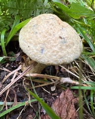 Gyroporus cyanescens