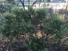 Westringia eremicola