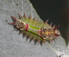 Doratifera oxleyi