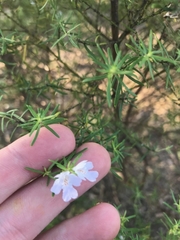 Westringia eremicola